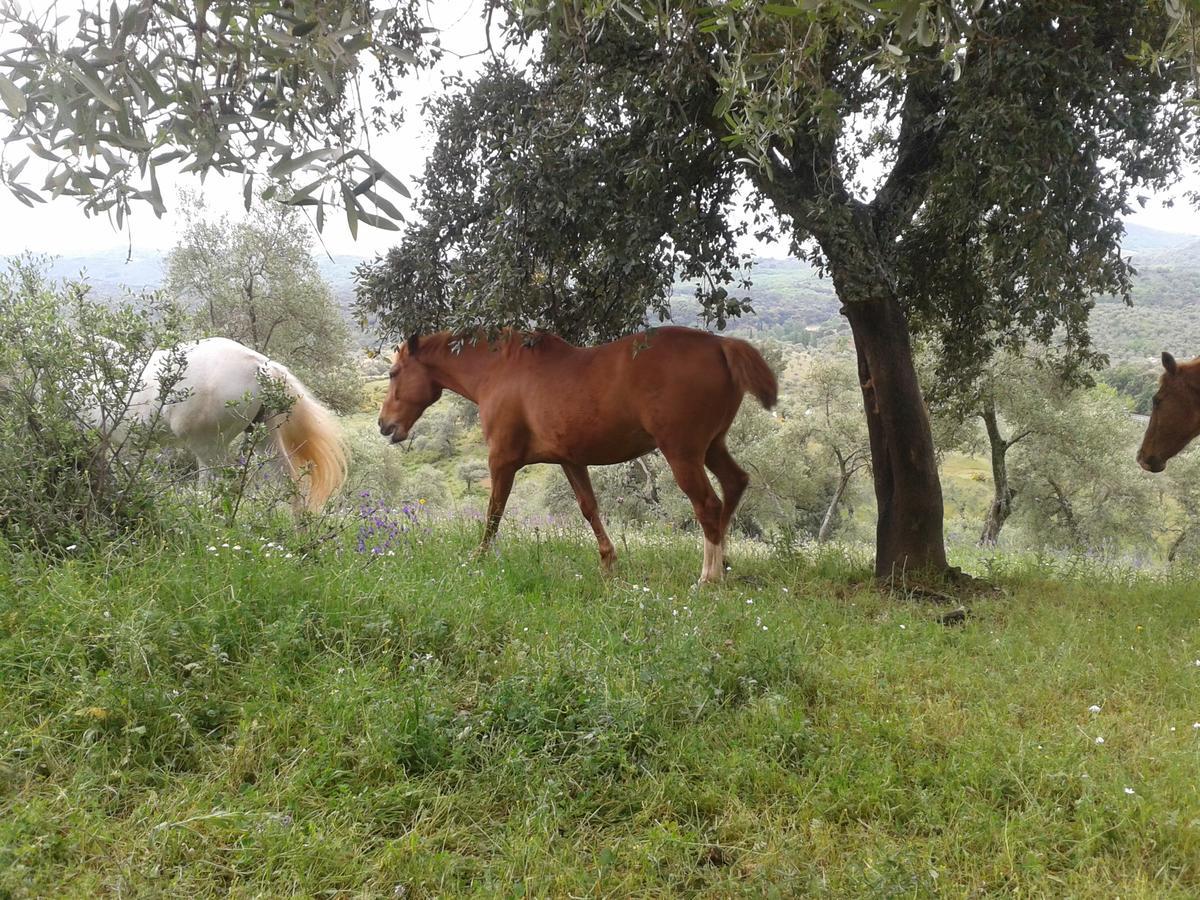 Finca La Carnicera Constantina Extérieur photo